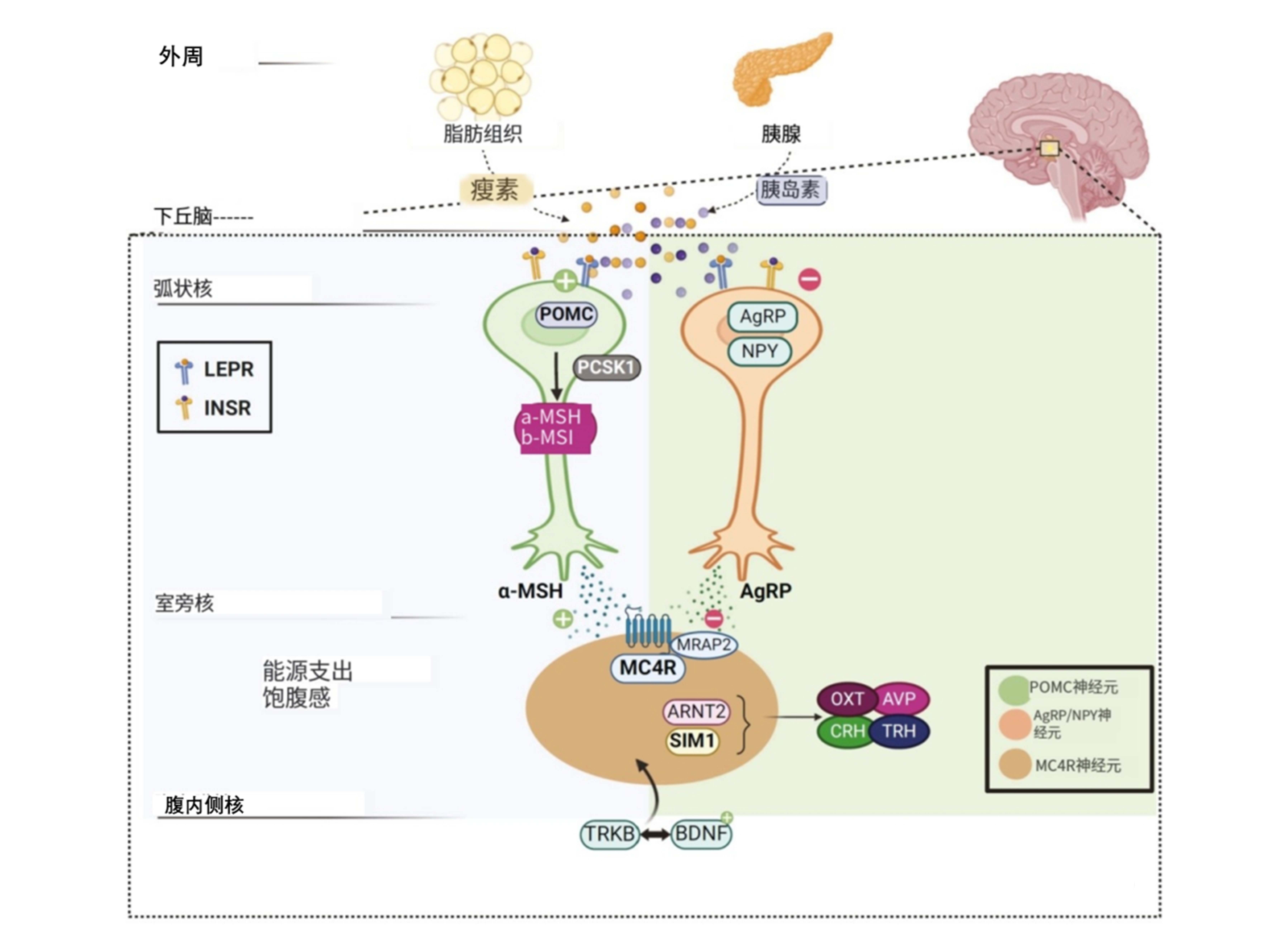 2025 肥胖密码大揭秘：遗传病因全新突破！